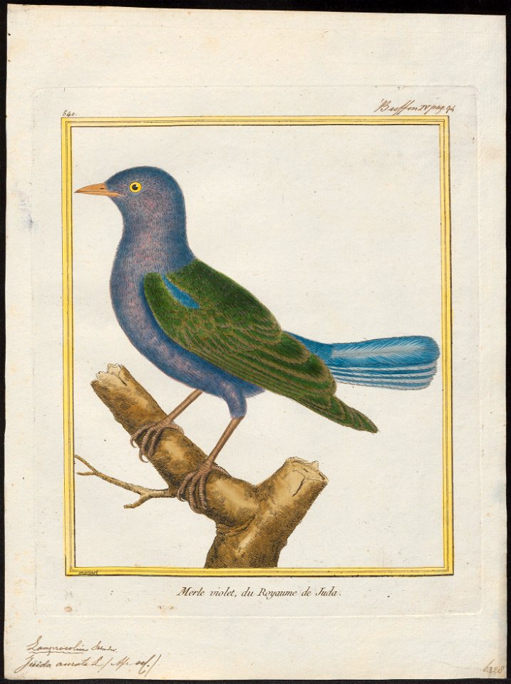 Juida aurata - 1700-1880 - Print - Iconographia Zoologica - Special Collections University of Amsterdam - UBA01 IZ15800131