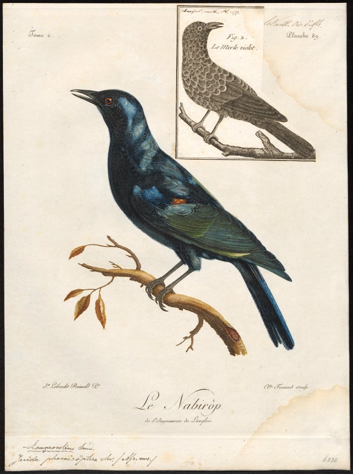 Juida phoenicoptera - 1796-1808 - Print - Iconographia Zoologica - Special Collections University of Amsterdam - UBA01 IZ15800133