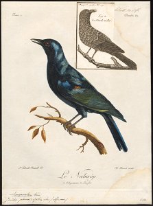 Juida phoenicoptera - 1796-1808 - Print - Iconographia Zoologica - Special Collections University of Amsterdam - UBA01 IZ15800133