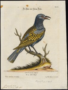 Juida aurata - 1700-1880 - Print - Iconographia Zoologica - Special Collections University of Amsterdam - UBA01 IZ15800127
