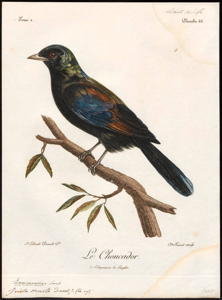 Juida ornata - 1796-1808 - Print - Iconographia Zoologica - Special Collections University of Amsterdam - UBA01 IZ15800137