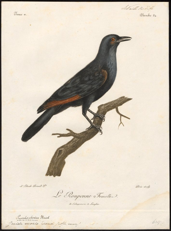 Juida morio - 1796-1808 - Print - Iconographia Zoologica - Special Collections University of Amsterdam - UBA01 IZ15800151