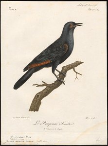 Juida morio - 1796-1808 - Print - Iconographia Zoologica - Special Collections University of Amsterdam - UBA01 IZ15800151
