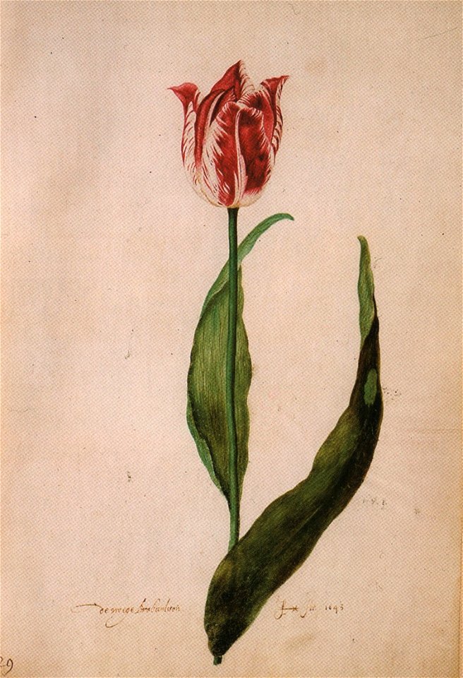Judith leyster tulip