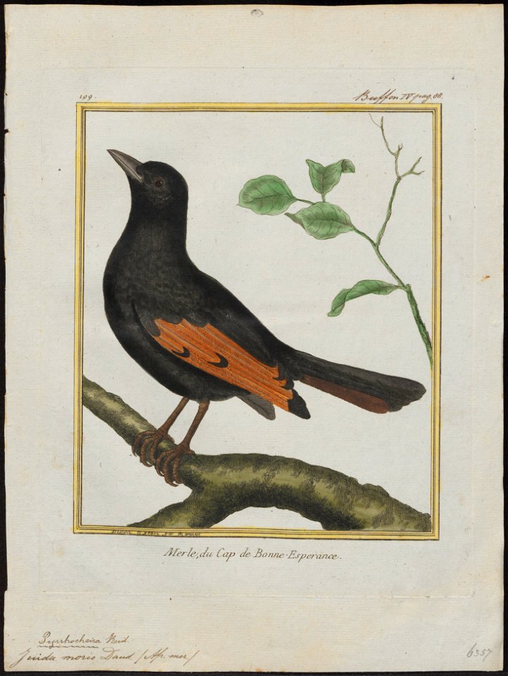 Juida morio - 1700-1880 - Print - Iconographia Zoologica - Special Collections University of Amsterdam - UBA01 IZ15800149