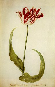Judith Leyster - Early Brabantson Tulip - tulip book FHM - 1643