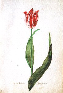 Judith leyster tulipFXD