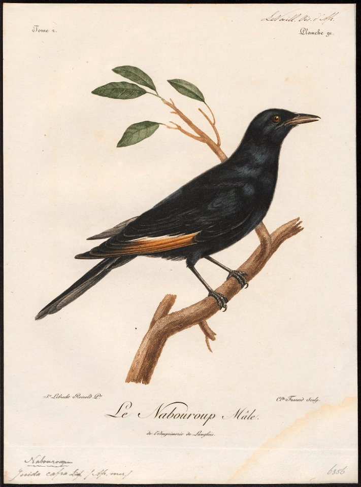 Juida cafra - 1796-1808 - Print - Iconographia Zoologica - Special Collections University of Amsterdam - UBA01 IZ15800147