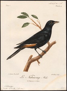 Juida cafra - 1796-1808 - Print - Iconographia Zoologica - Special Collections University of Amsterdam - UBA01 IZ15800147