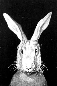 Jules Renard, Histoires naturelles, Le lapin