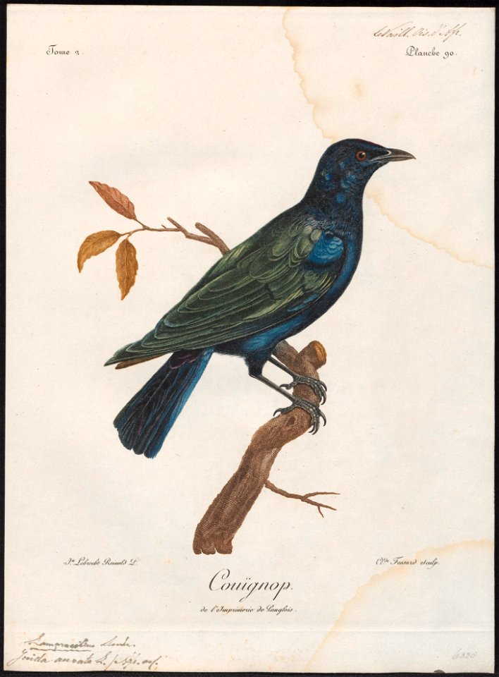 Juida aurata - 1796-1808 - Print - Iconographia Zoologica - Special Collections University of Amsterdam - UBA01 IZ15800125