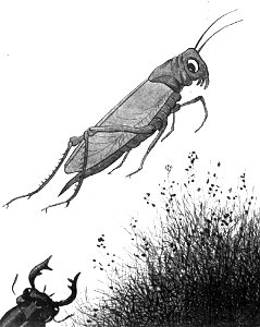 Jules Renard, Histoires naturelles, la sauterelle
