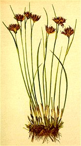 Juncus jacquini Atlas Alpenflora
