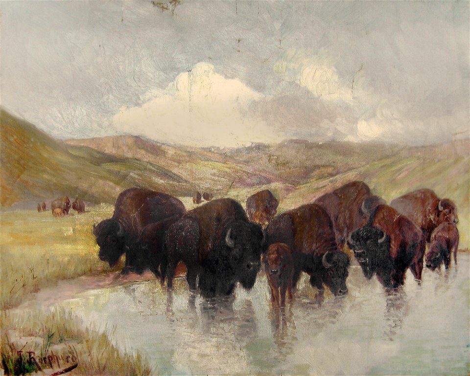 Julius Rorphuro, Paysage avec troupeau de buffles
