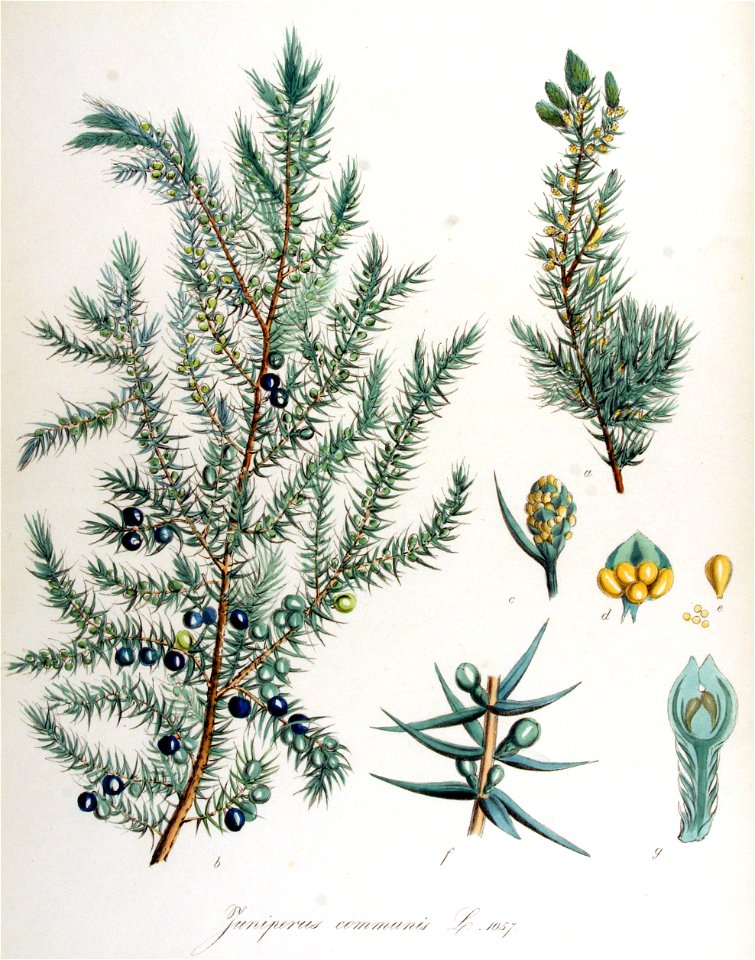 Juniperus communis — Flora Batava — Volume v14