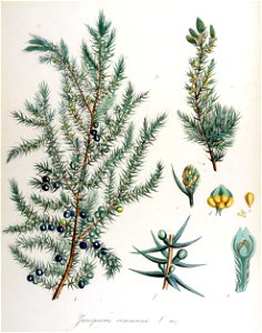 Juniperus communis — Flora Batava — Volume v14