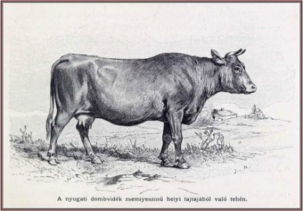 Julius von Blaas Galícia Nyugati dombvidék helyi fajtájú tehén, 1899