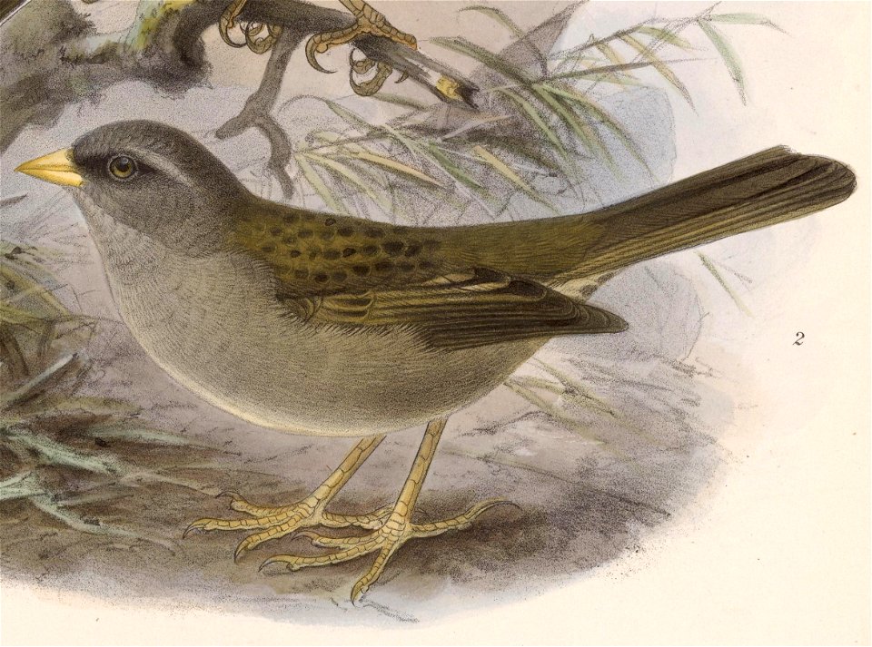 Junco vulcani 1902