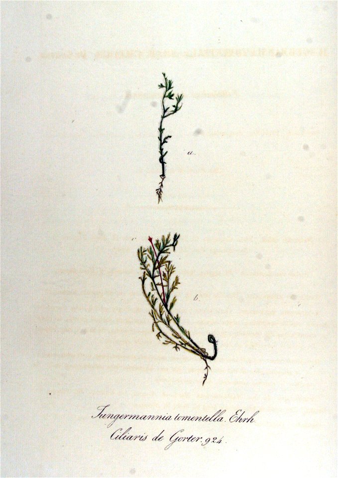 Jungermannia tomentella — Flora Batava — Volume v12