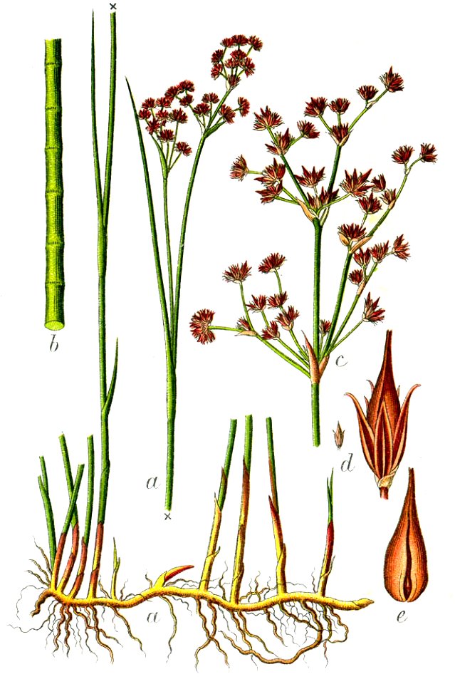Juncus acutiflorus Sturm11
