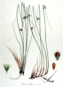 Juncus filiformis — Flora Batava — Volume v14. Free illustration for personal and commercial use.