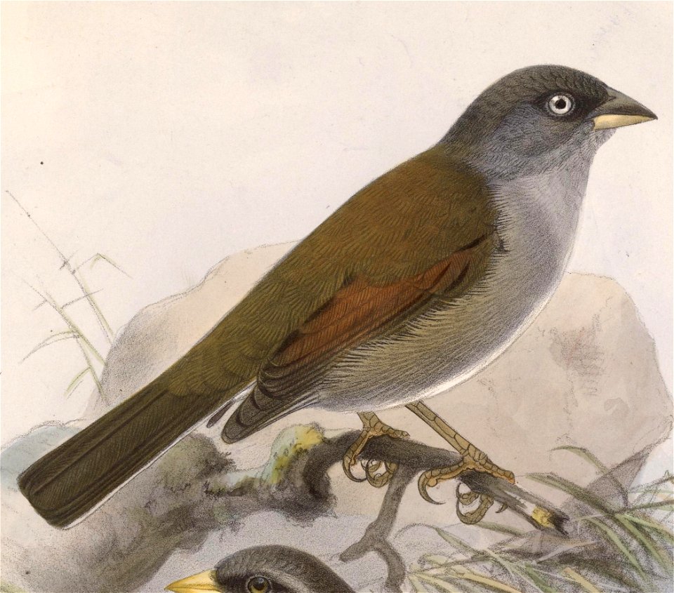 Junco phaeonotus alticola 1902