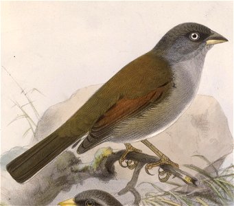 Junco phaeonotus alticola 1902. Free illustration for personal and commercial use.