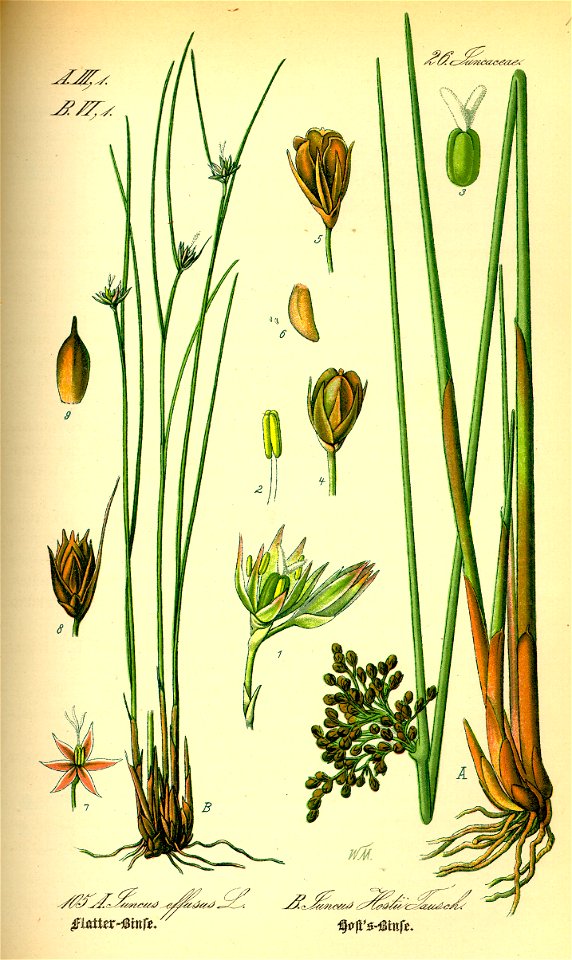 Juncus spp 107