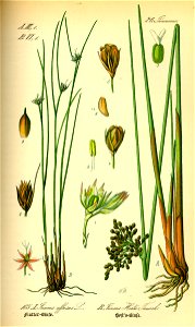 Juncus spp 107