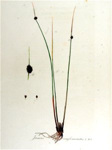 Juncus conglomeratus — Flora Batava — Volume v13