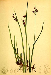 Juncus alpinus Atlas Alpenflora. Free illustration for personal and commercial use.