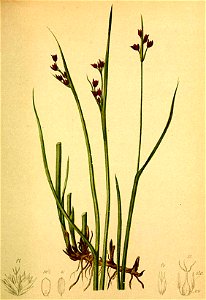 Juncus alpinus Atlas Alpenflora