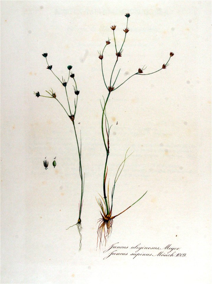 Juncus supinus — Flora Batava — Volume v13