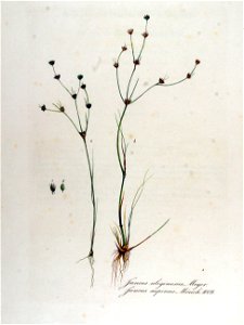 Juncus supinus — Flora Batava — Volume v13. Free illustration for personal and commercial use.