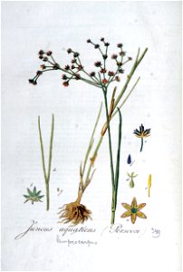 Juncus aquaticus — Flora Batava — Volume v5. Free illustration for personal and commercial use.