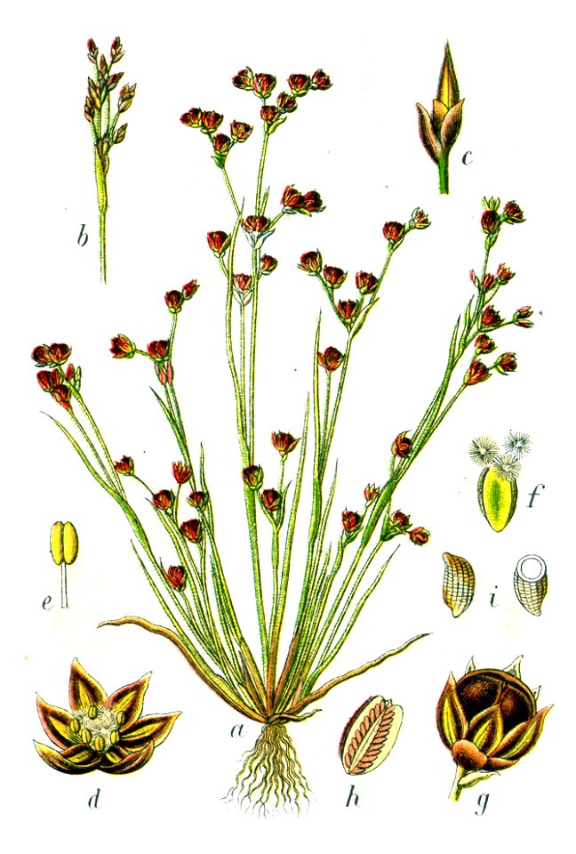 Juncus tenageia Sturm17