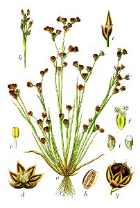 Juncus tenageia Sturm17
