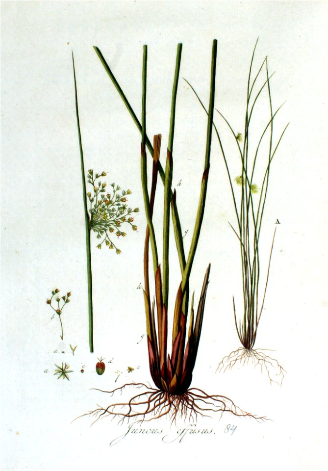 Juncus effusus — Flora Batava — Volume v2 - Free Stock Illustrations ...