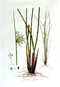 Juncus effusus — Flora Batava — Volume v2. Free illustration for personal and commercial use.