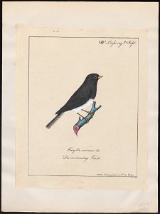 Junco surinamus - 1700-1880 - Print - Iconographia Zoologica - Special Collections University of Amsterdam - UBA01 IZ16000287