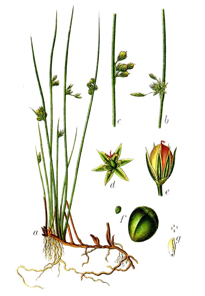 Juncus filiformis Sturm8