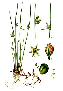 Juncus filiformis Sturm8