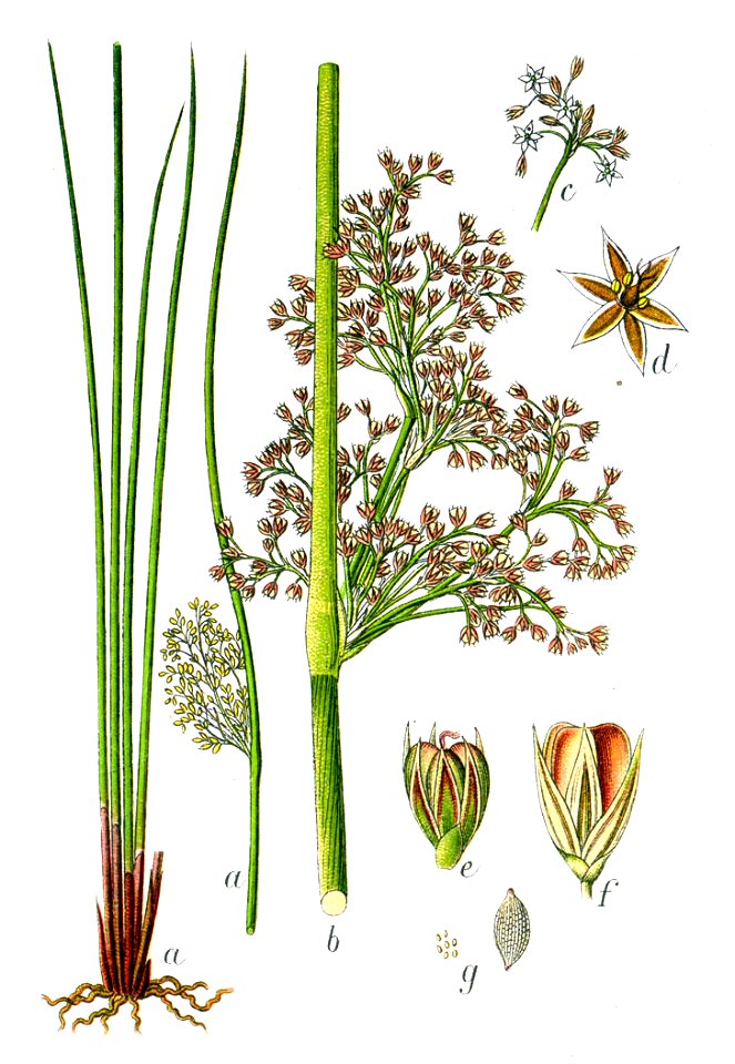 Juncus effusus Sturm5 - Free Stock Illustrations | Creazilla