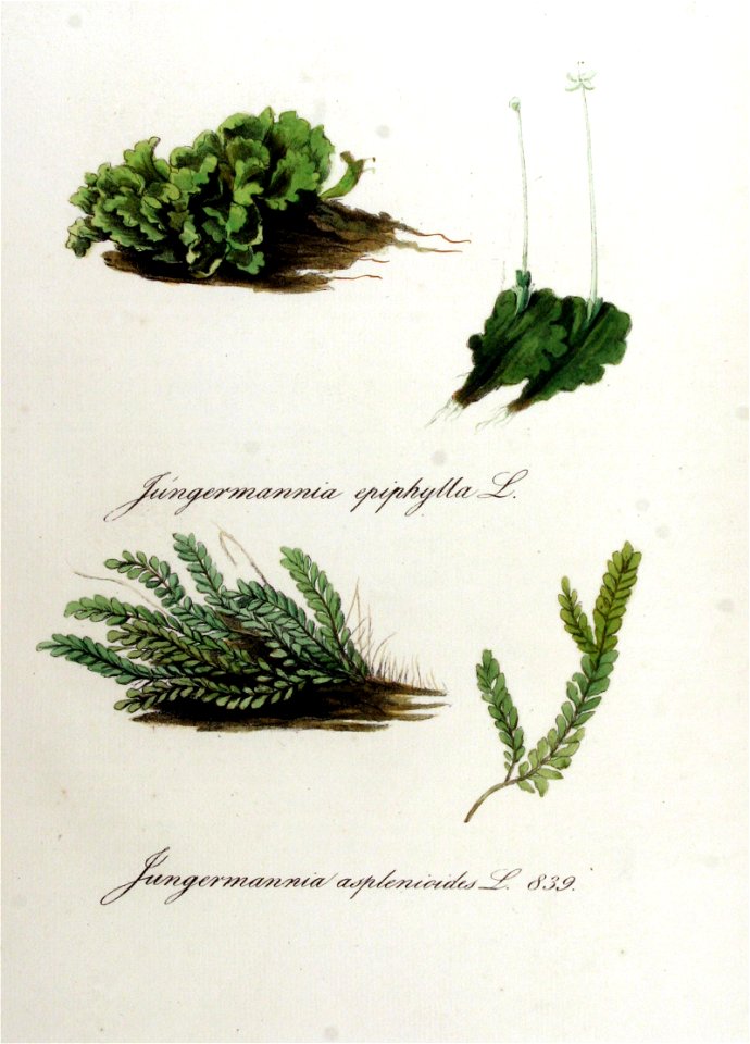 Jungermannia asplenioides — Flora Batava — Volume v11