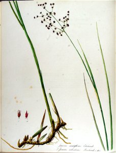 Juncus acutiflorus — Flora Batava — Volume v13. Free illustration for personal and commercial use.