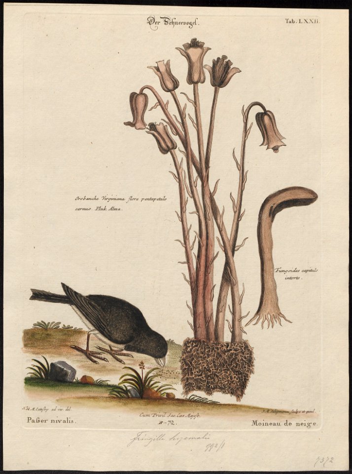 Junco hyemalis - 1700-1880 - Print - Iconographia Zoologica - Special Collections University of Amsterdam - UBA01 IZ16000285