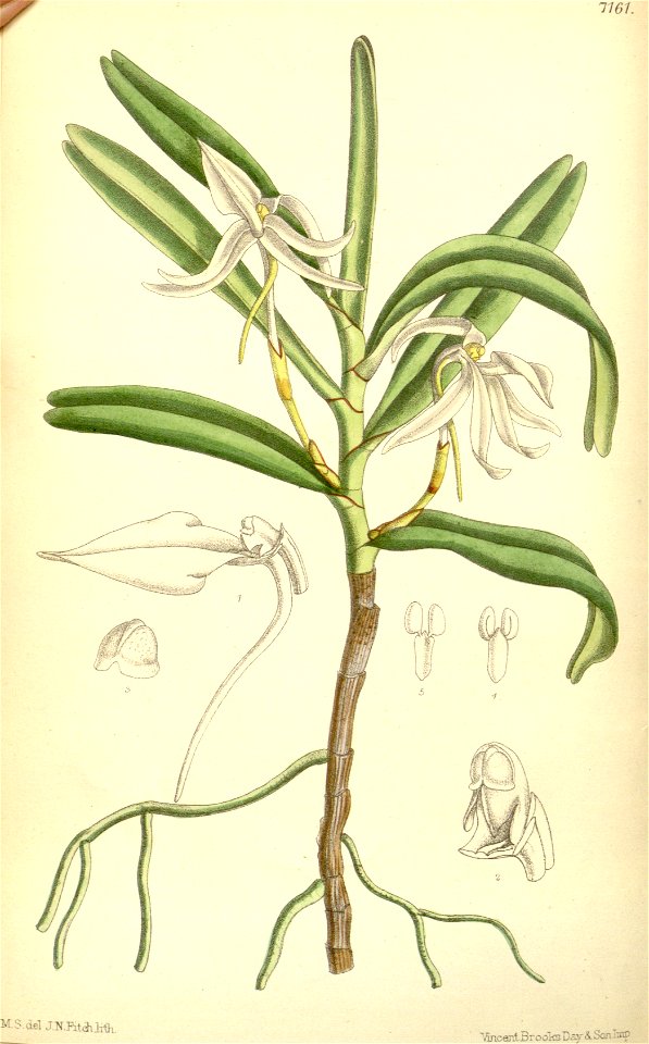 Jumellea fragrans (as Angraecum fragrans) - Curtis' 117 (Ser. 3 no. 47) pl. 7161 (1891). Free illustration for personal and commercial use.