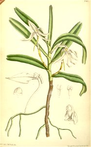 Jumellea fragrans (as Angraecum fragrans) - Curtis' 117 (Ser. 3 no. 47) pl. 7161 (1891)