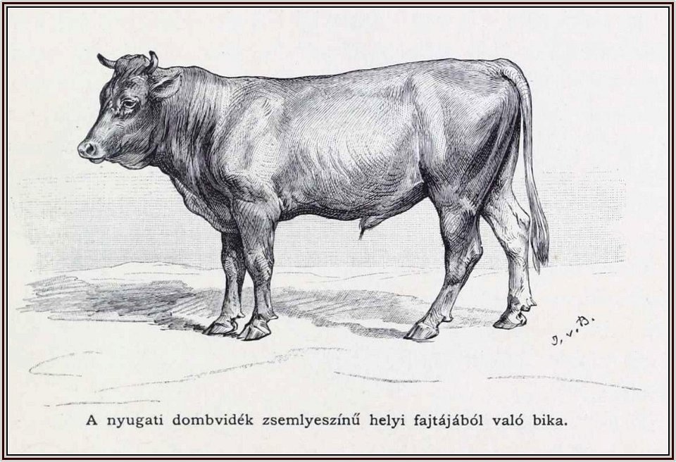 Julius von Blaas Galícia Nyugati dombvidék helyi fajtájú bika, 1899