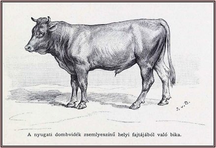 Julius von Blaas Galícia Nyugati dombvidék helyi fajtájú bika, 1899